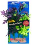 Value Pack - Amazon Broad Leaf Flowering Cluster