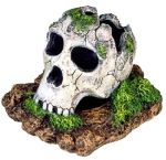 Exotic Environments Broken Skull