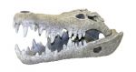 Nile Crocodile Skull - Small