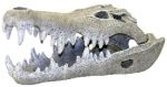 Nile Crocodile Skull - Large