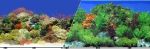 Double-Sided Caribbean Coral Reef Freshwater Garden