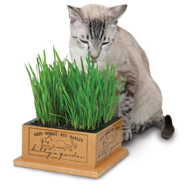 Kitty's Garden